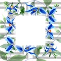 Blue durandii clematis. Floral botanical flower. Frame border ornament square.