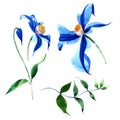 Blue durandii clematis. Floral botanical flower. Wild spring leaf wildflower isolated.