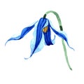 Blue durandii clematis. Floral botanical flower. Wild spring leaf wildflower isolated.