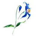 Blue durandii clematis. Floral botanical flower. Wild spring leaf wildflower isolated.