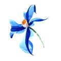 Blue durandii clematis. Floral botanical flower. Wild spring leaf wildflower isolated.