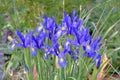 Blue Dutch Iris gardening plant