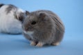 Blue Dwarf Hamster Royalty Free Stock Photo