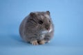 Blue Dwarf Hamster Royalty Free Stock Photo