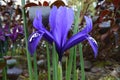 Blue dwarf iris reticulata Harmony with pollen