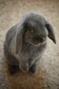 Blue dwarf ram standing on the carpet