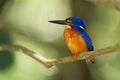Blue eared kingfisher, orange, blue, in Borneo