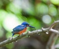 Blue eared kingfisher