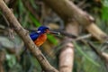 blue-eared kingfisher standing on branch with fish in mouth Royalty Free Stock Photo