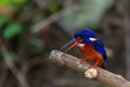 blue-eared kingfisher standing on branch with fish in mouth Royalty Free Stock Photo