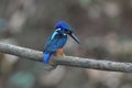 Blue-eared kingfisher on tree branch, Alcedo meninting, Sindhudurg
