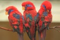 Blue-eared lory Royalty Free Stock Photo