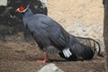 Blue eared pheasant