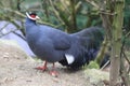 Blue eared pheasant