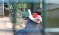 Blue eared pheasant Royalty Free Stock Photo