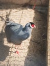 Blue eared pheasant in cage at zoo Royalty Free Stock Photo