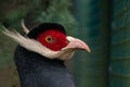 Blue eared pheasant (Crossoptilon auritum) portrait Royalty Free Stock Photo