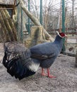 Blue eared pheasant sitting in a cage Royalty Free Stock Photo
