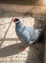 Blue eared pheasant walking at zoo Royalty Free Stock Photo