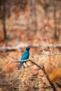 Blue-Eared Starling Lamprotornis chalybaeus Sitting on a Branch, South Africa