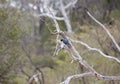 Blue-eared starling, Selous Game Reserve, Tanzania