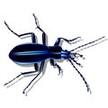 Blue earth beetle, insect with shadow on a piece of paper, 3d Royalty Free Stock Photo
