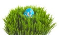 Blue Easter egg on green grass