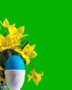 Blue easter egg and yellow tulips Royalty Free Stock Photo
