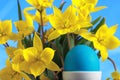 Blue easter egg and yellow tulips Royalty Free Stock Photo