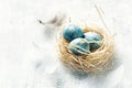 Blue Easter Eggs in a Nest Royalty Free Stock Photo