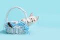 White Siamese Easter Kitten leaning out of a blue basket Royalty Free Stock Photo