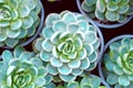 Blue Echevaria Succulent Cactus pottet Plants. Garden Green Decor. Eco Green Lifestyle concept.