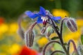 Blue edible borage flowers growing in a field of colourful wild flowers, photographed in Gunnersbury, West London UK. Royalty Free Stock Photo