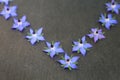 Blue edible borage Royalty Free Stock Photo