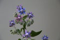 Blue edible borage Royalty Free Stock Photo