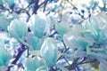 Blue edited Magnolia blossoms with bright background. Royalty Free Stock Photo