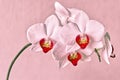 Pink edited orchid in front of a light pink coloured wall