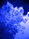 Blue Effect - Soft Coral
