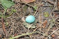 Blue egg of a wild bird laying on the ground