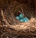 Blue eggs of an Eastern bluebird Sialia sialis nest Royalty Free Stock Photo