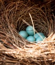 Blue eggs of an Eastern bluebird Sialia sialis nest Royalty Free Stock Photo