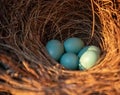 Blue eggs of an Eastern bluebird Sialia sialis nest Royalty Free Stock Photo