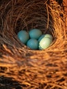 Blue eggs of an Eastern bluebird Sialia sialis nest Royalty Free Stock Photo