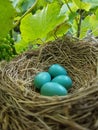 Blue Eggs in a Nest