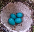 Blue eggs in a nest Royalty Free Stock Photo