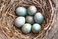 Blue eggs of Thrushes,Turdidae.Seven bird eggs in the nest.Close up.Blur focus.ÃÂ¡oncept of bird breeding, keeping savings in one