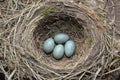 Natural nest and blue eggs of a song thrush in the meadow Royalty Free Stock Photo