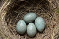 Natural nest and blue eggs of a song thrush in the meadow Royalty Free Stock Photo