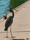 Blue Egret walking on a concrete boat dock with a shrimp