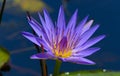 Blue Egyptian lotus